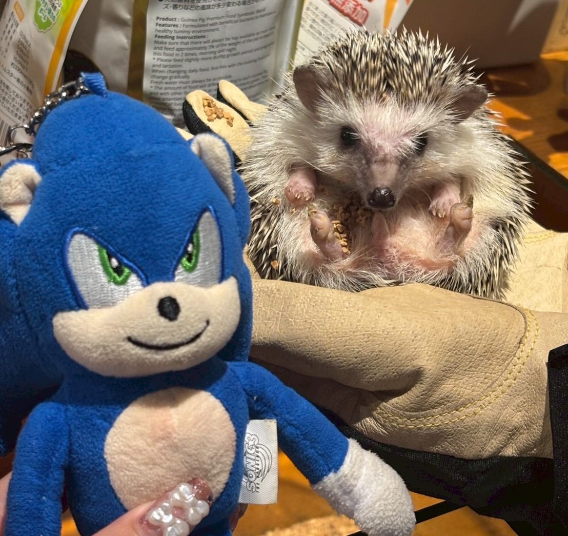 CHASYUDA tweet media