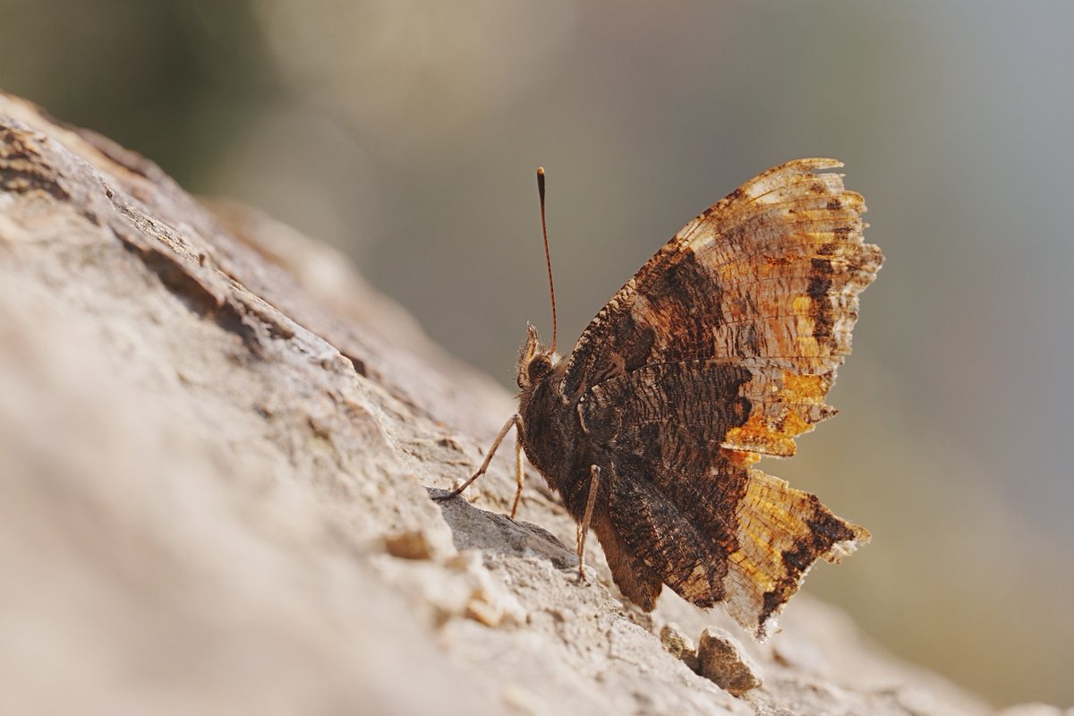 メロンクリーム/Melon-Kream tweet media