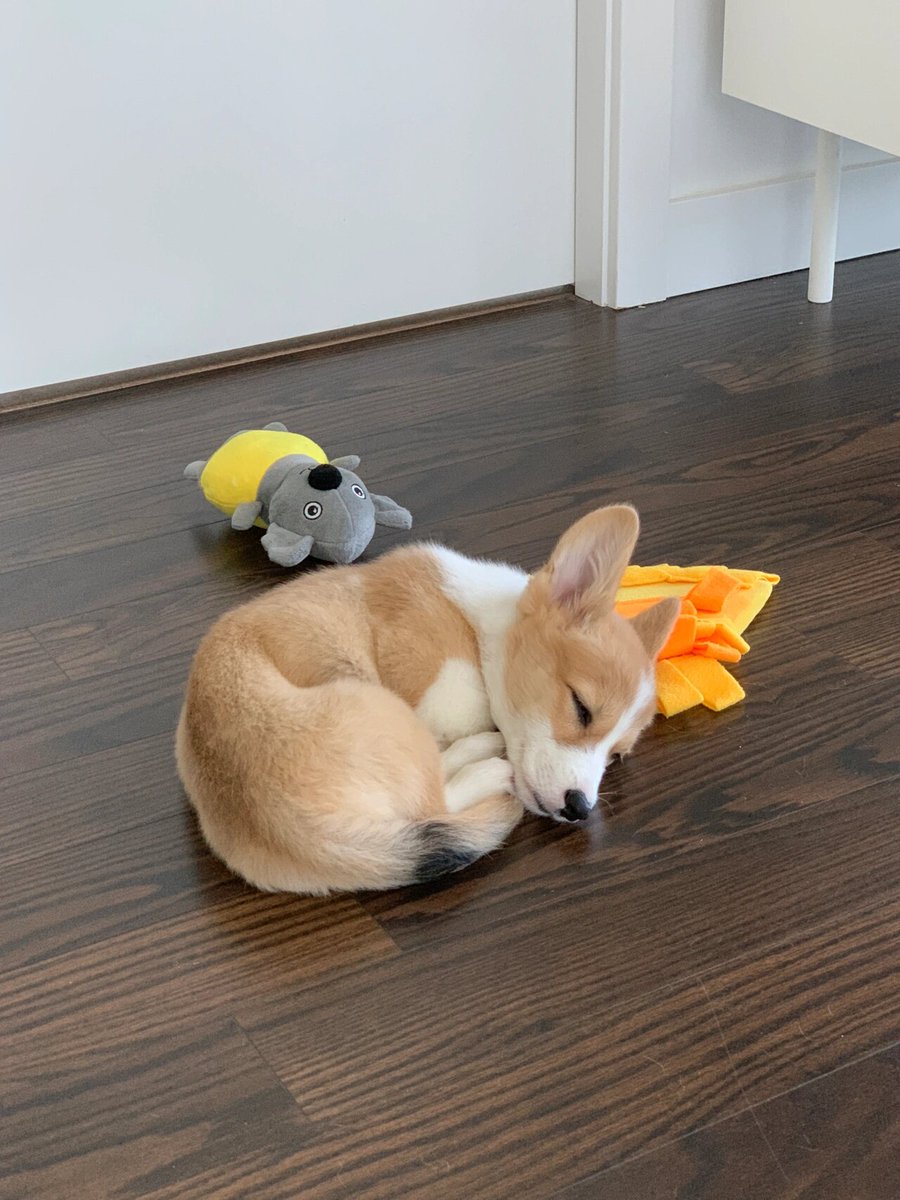 Good Dreamz tweet media