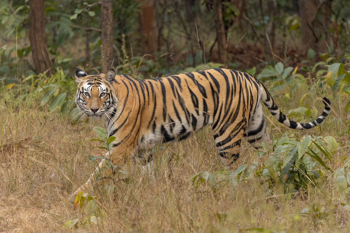 🐾 Daily Udimo Facts 🐾 tweet media