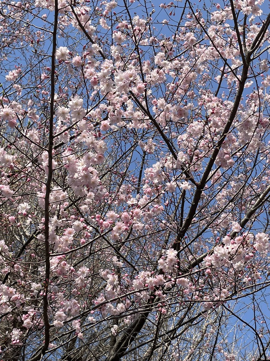 👑 y🐃 tweet media