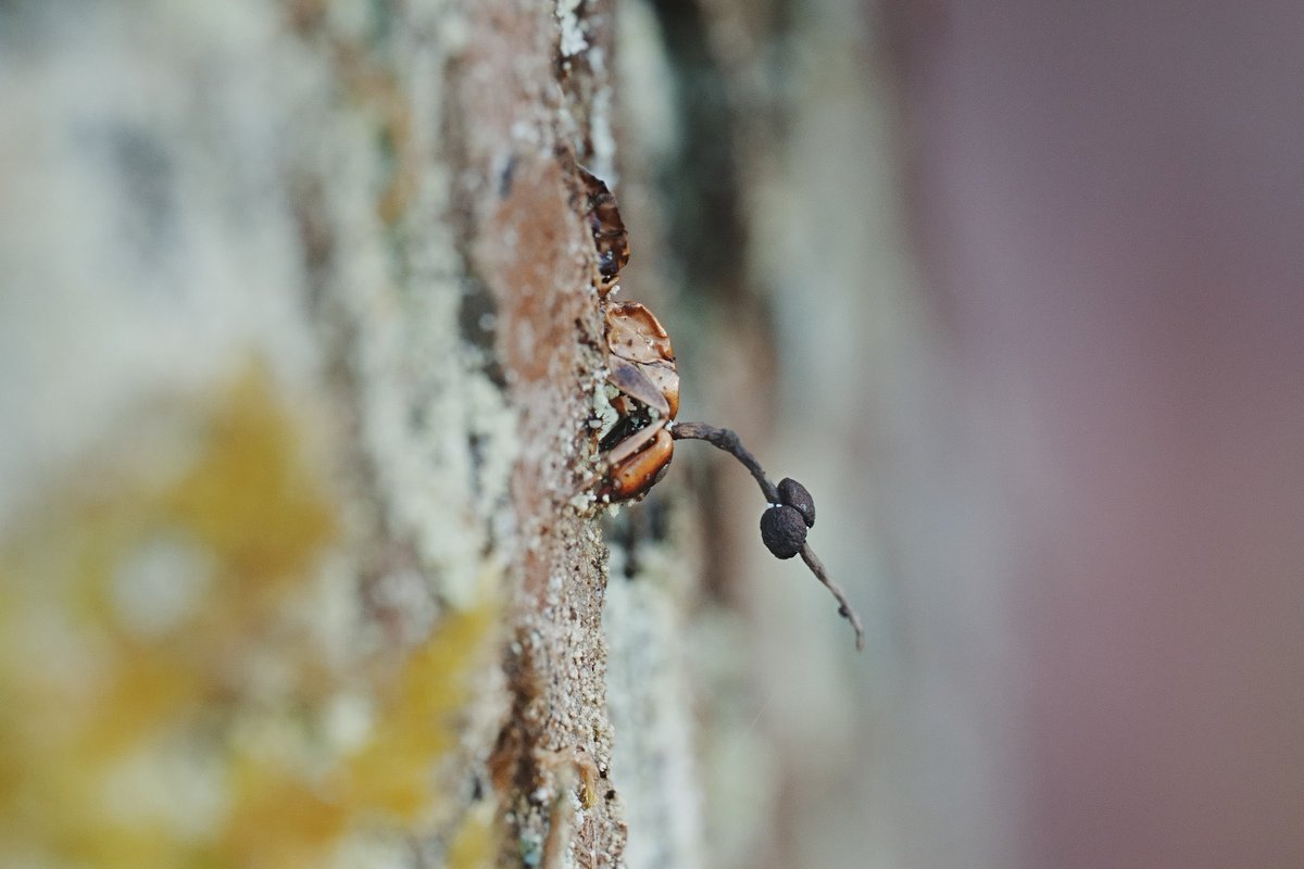 メロンクリーム/Melon-Kream tweet media