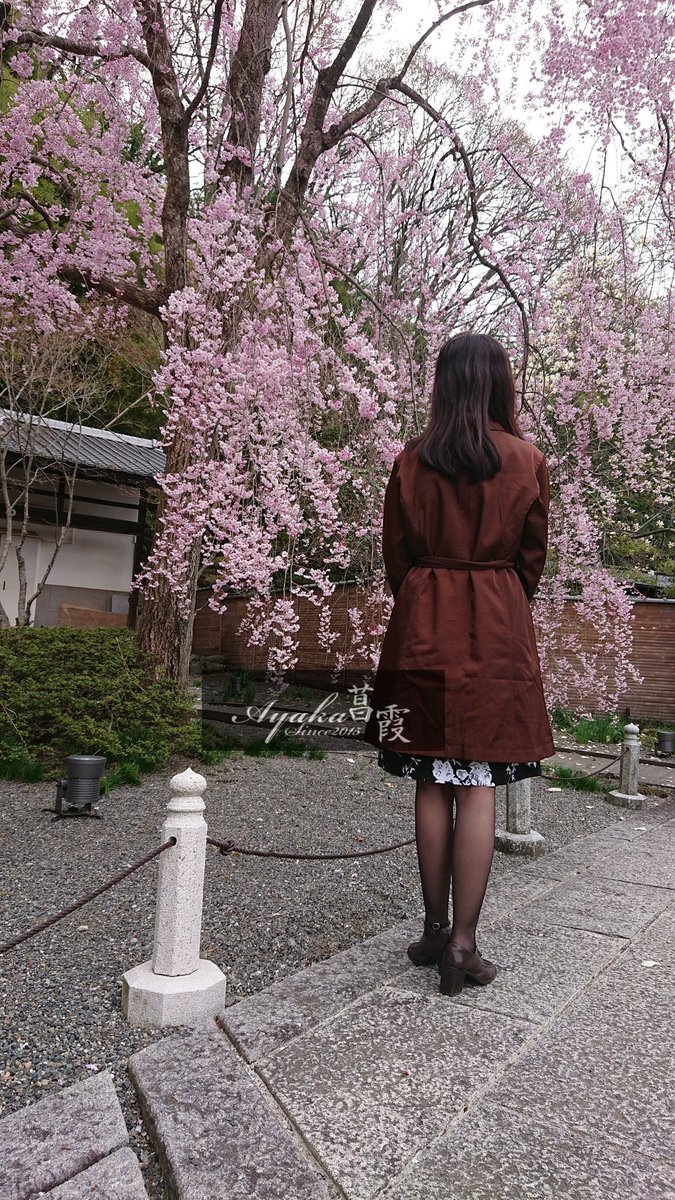 菖霞 tweet media