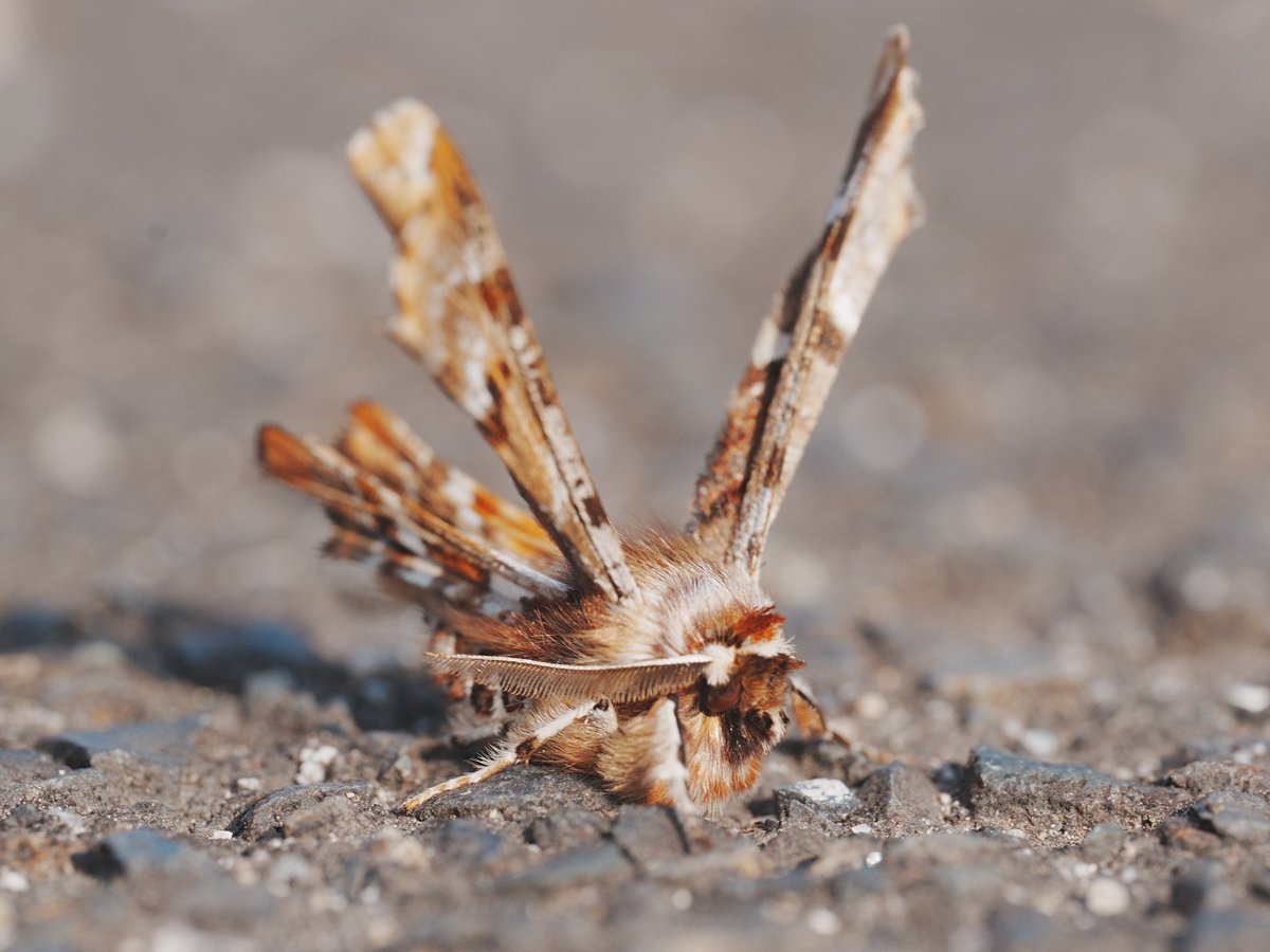 メロンクリーム/Melon-Kream tweet media