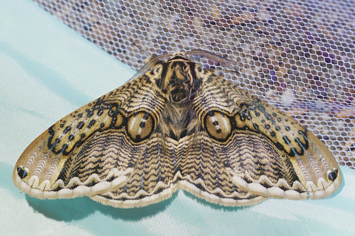 メロンクリーム/Melon-Kream tweet media