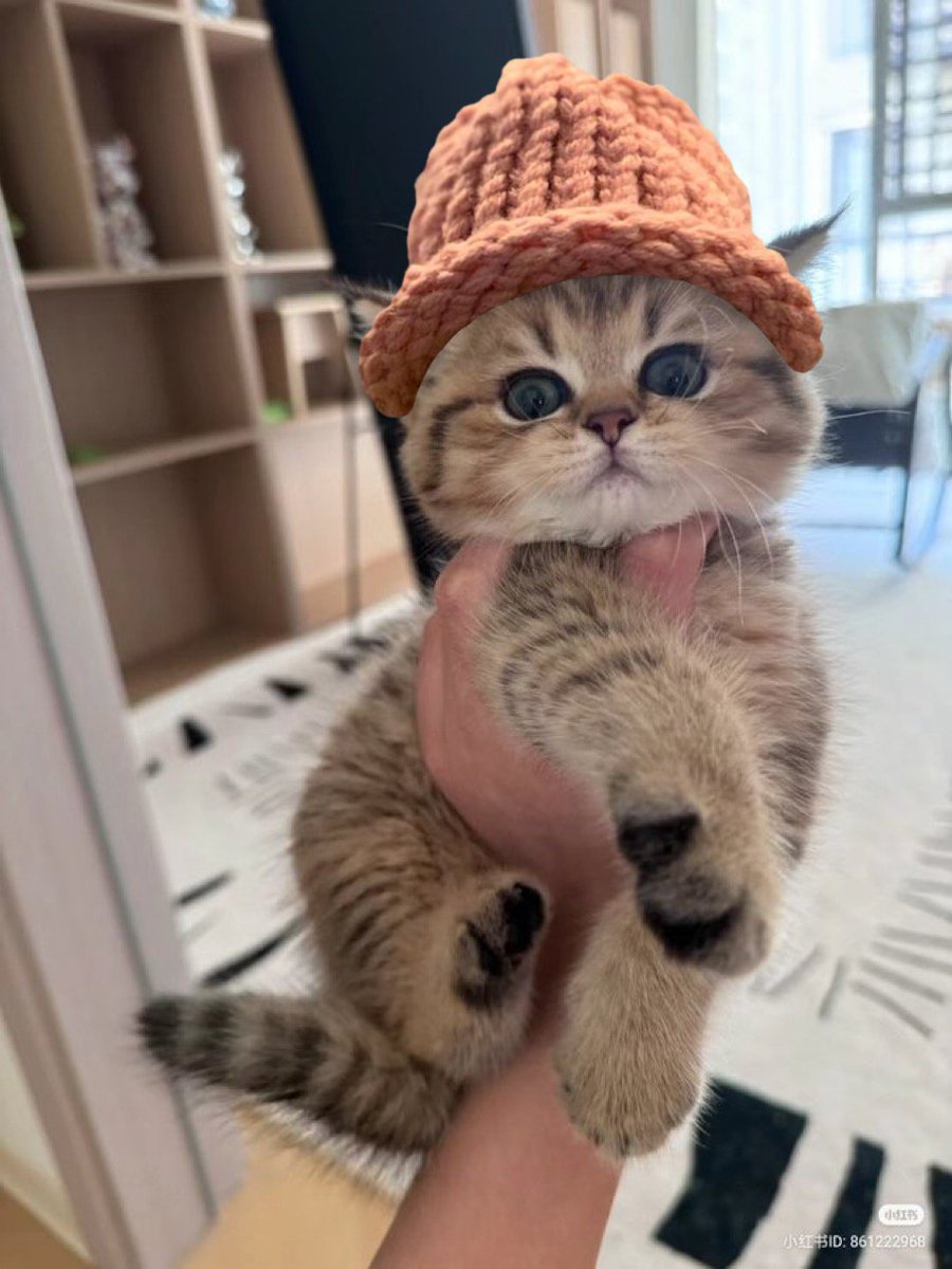 $CWIF cats tweet media