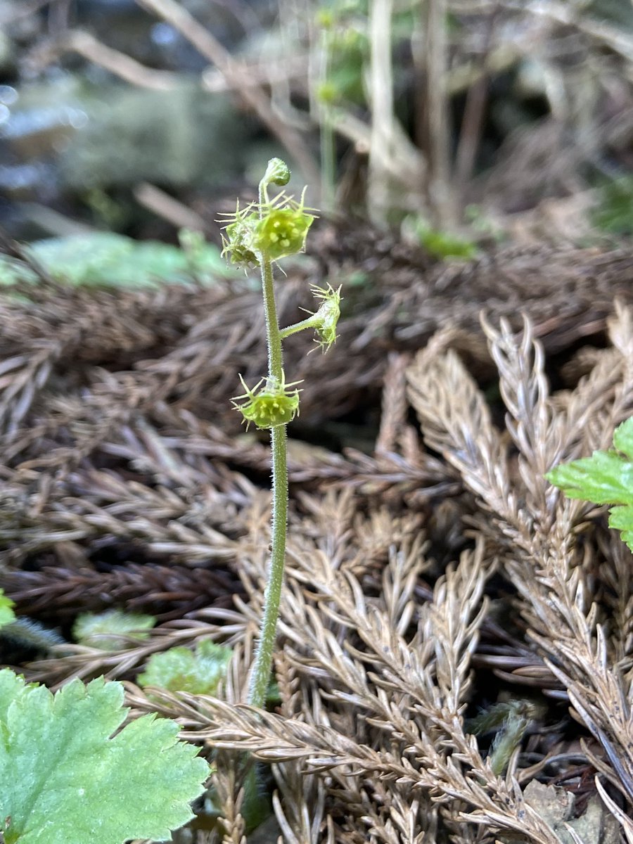 のこのこ屋 tweet media