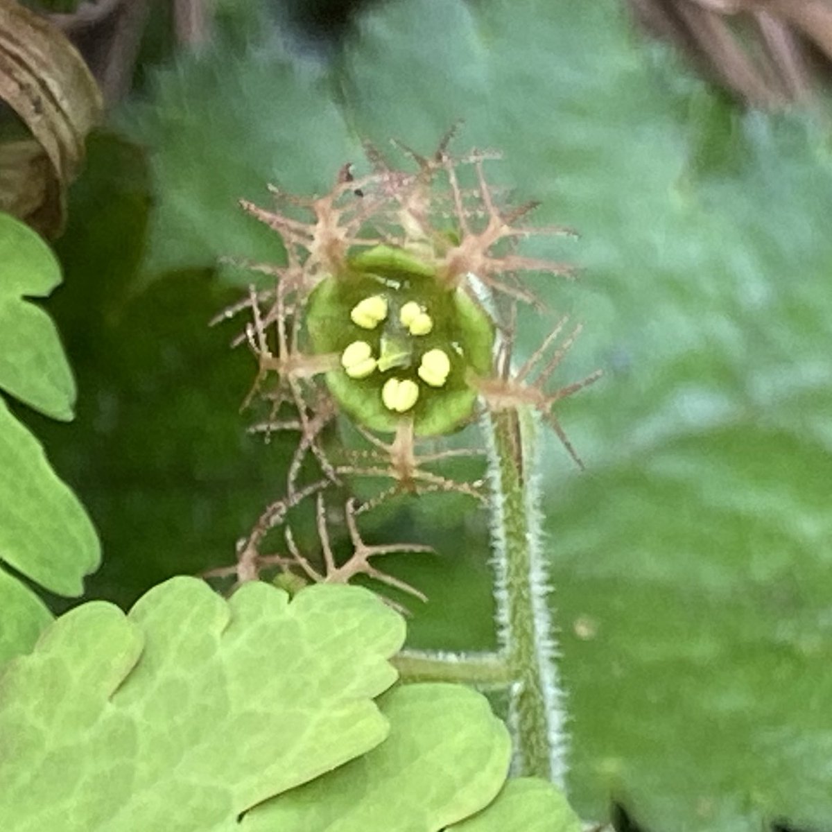 のこのこ屋 tweet media