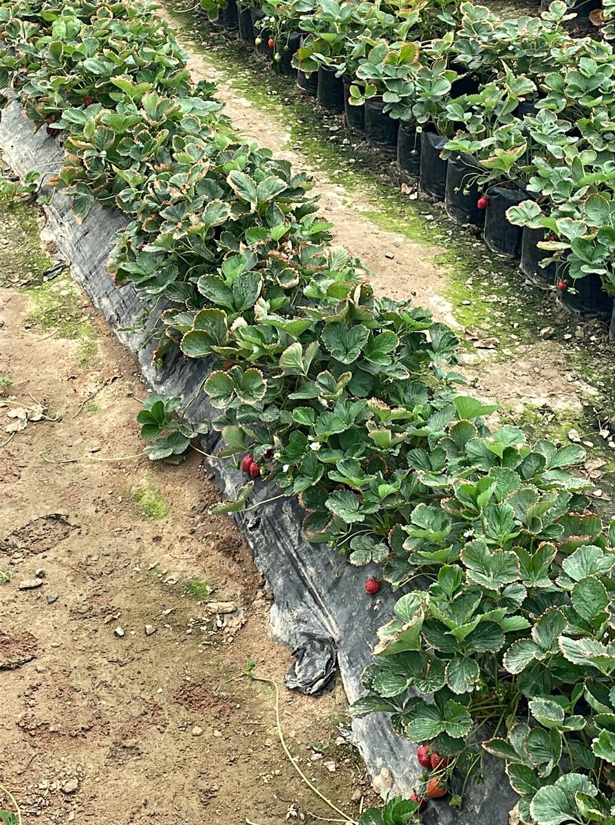 Roulafitt's tweet photo. 🍓🍓🍓 https://t.co/1V97wSvMiX