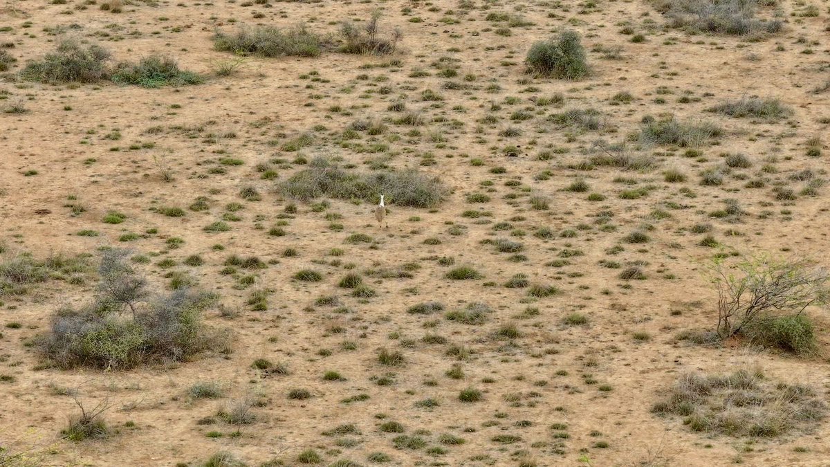 DDNewslive's tweet image. #Watch | Gujarat sees a GIB chick after a decade, through a novel conservation measure - the jumpstart approach, coordinated by the Ministry, State Forest Departments of Rajasthan and Gujarat, and Wildlife Institute of India.

@moefcc