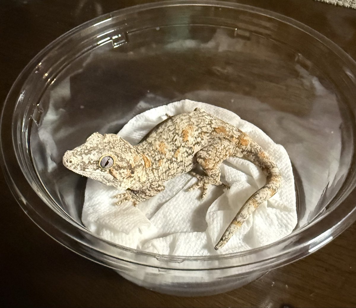 907Zaurusu tweet media