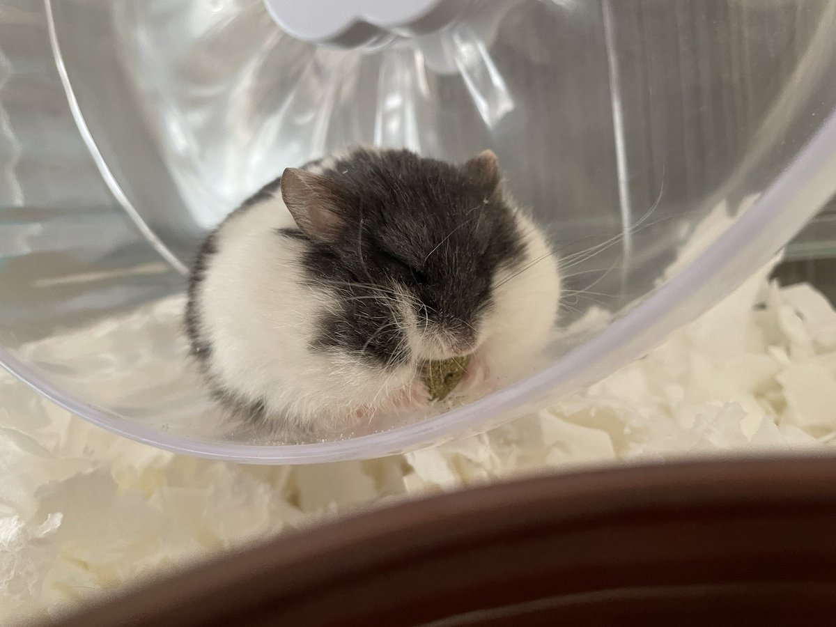 えも@16匹のはむちゃんず🐹 tweet media