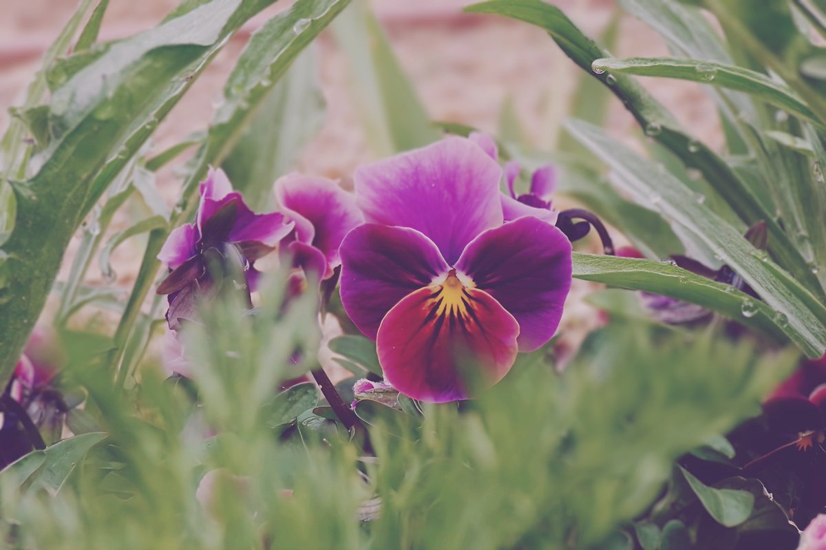 mint︎︎𓂃⟡.· tweet media