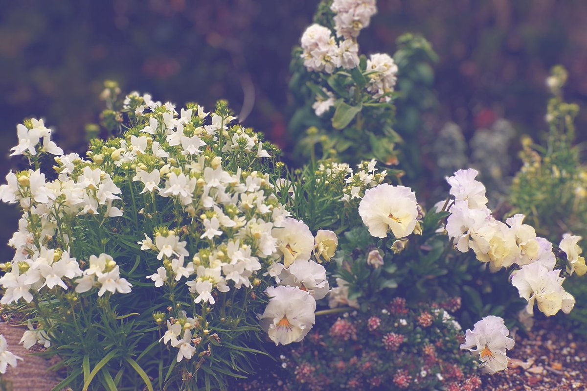 mint︎︎𓂃⟡.· tweet media