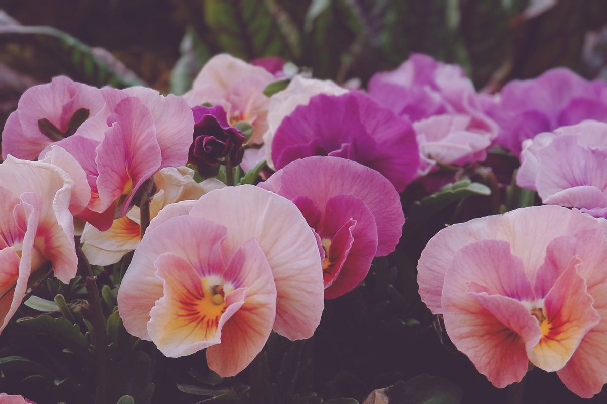 mint︎︎𓂃⟡.· tweet media