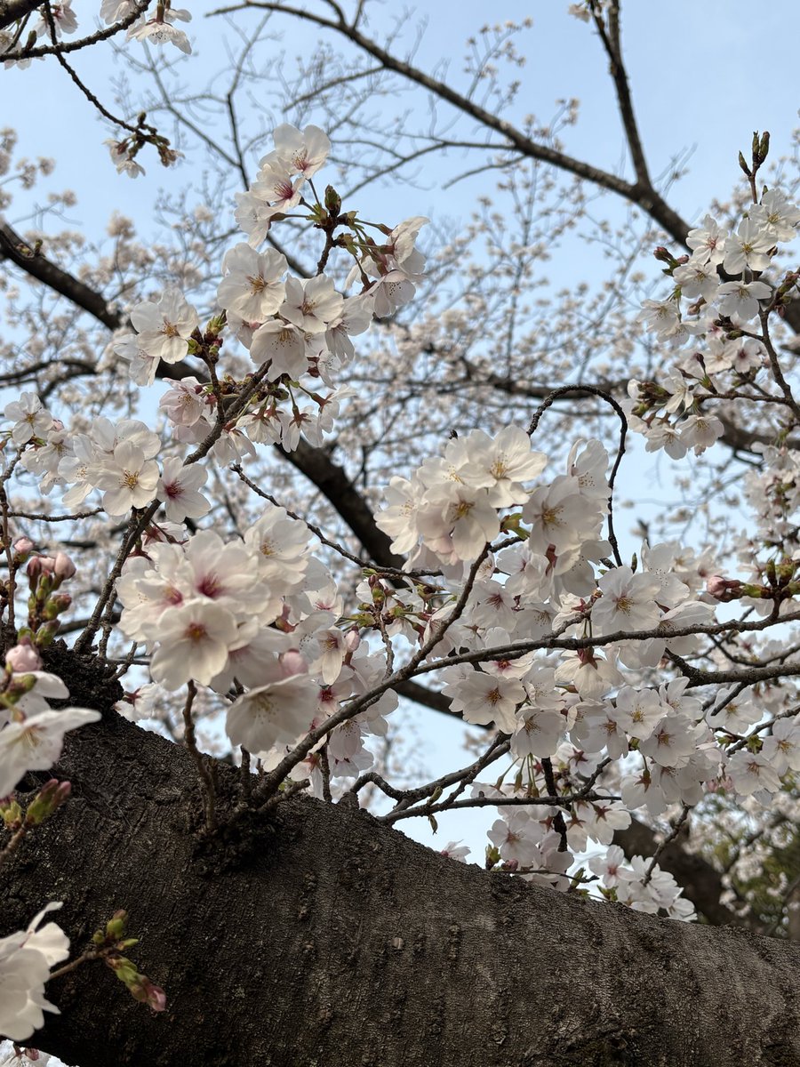 まるなな＠kindle_AIマンガ作家 tweet media