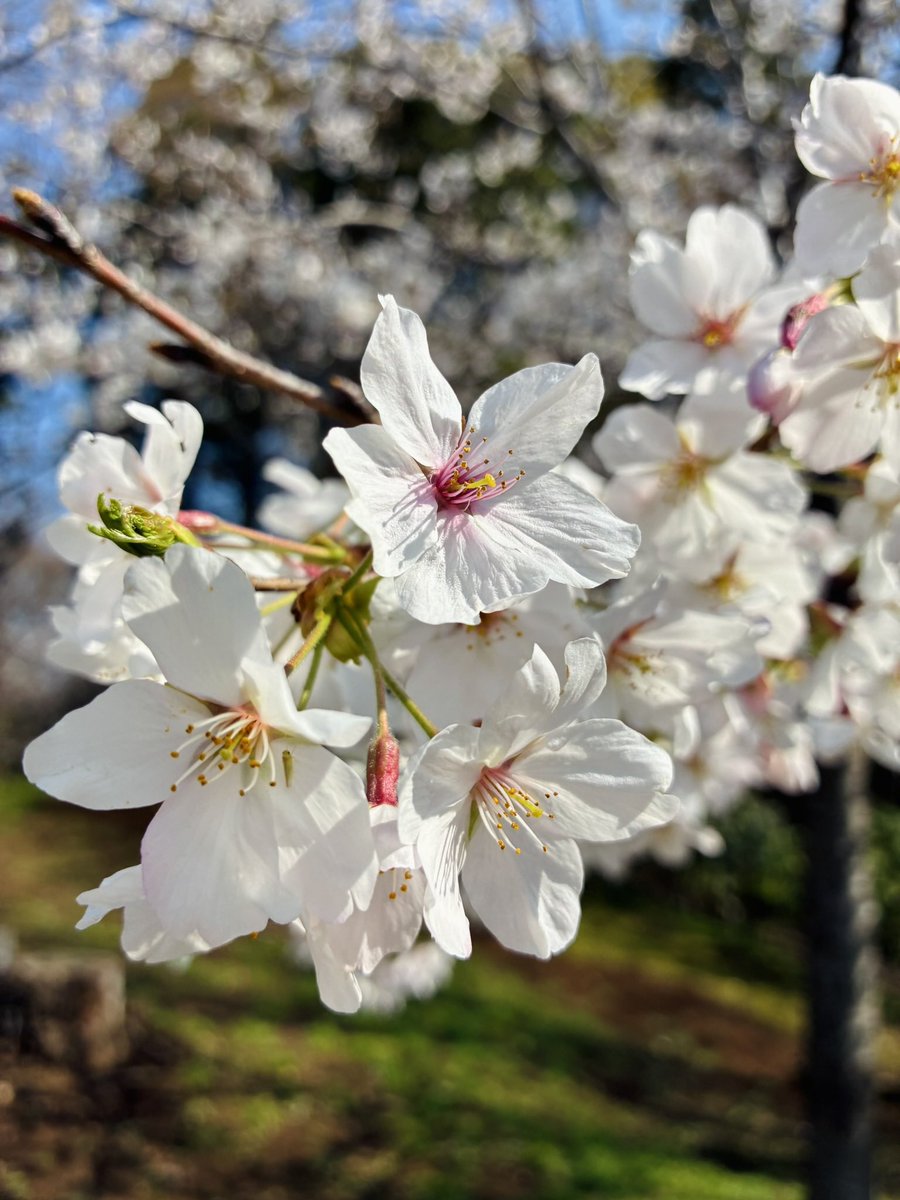 magic_1_3's tweet photo. 桜、咲いてた🌸
日中あったかくて、ほっこり https://t.co/I88a6MTLc1