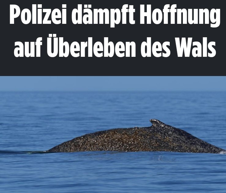 Siegvarg tweet media