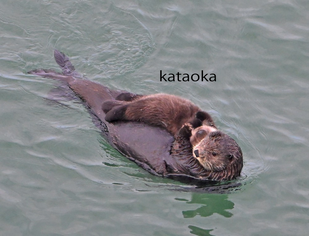 ＮＰＯ法人エトピリカ基金 tweet media