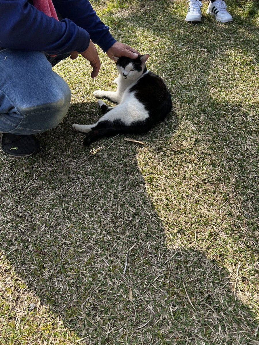 kazuma_3522's tweet photo. 私に近づき、スリスリする猫達毎日お世話していると思います。私的には頑張っている事が、猫から伝わるのでぜひ応援してあげて欲しいです。 https://t.co/scjObjQoLO