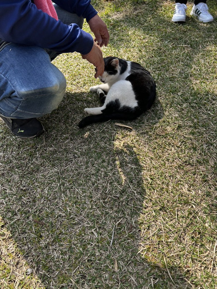 kazuma_3522's tweet photo. 私に近づき、スリスリする猫達毎日お世話していると思います。私的には頑張っている事が、猫から伝わるのでぜひ応援してあげて欲しいです。 https://t.co/scjObjQoLO