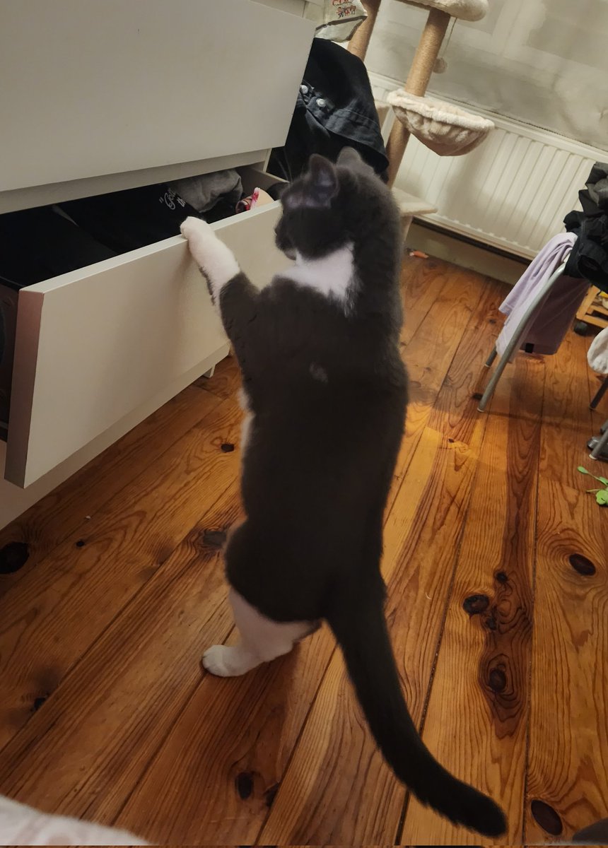 Pims 🐈‍⬛ tweet media