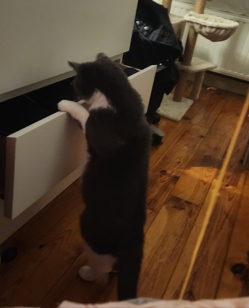 Pims 🐈‍⬛ tweet media