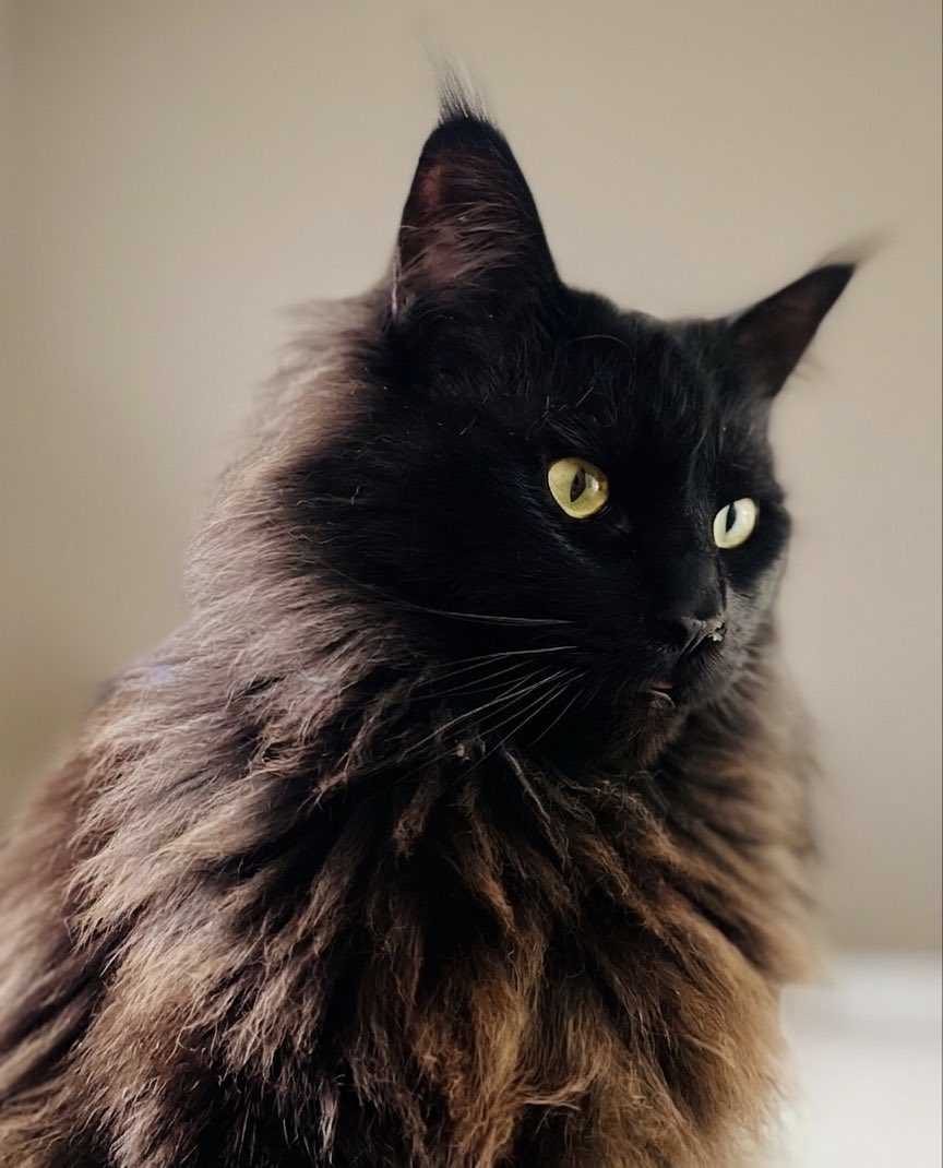 MinuitMoins2's tweet image. Portraits. #MaineCoonlovers #Warrior #EverybodywantsTobeaCat