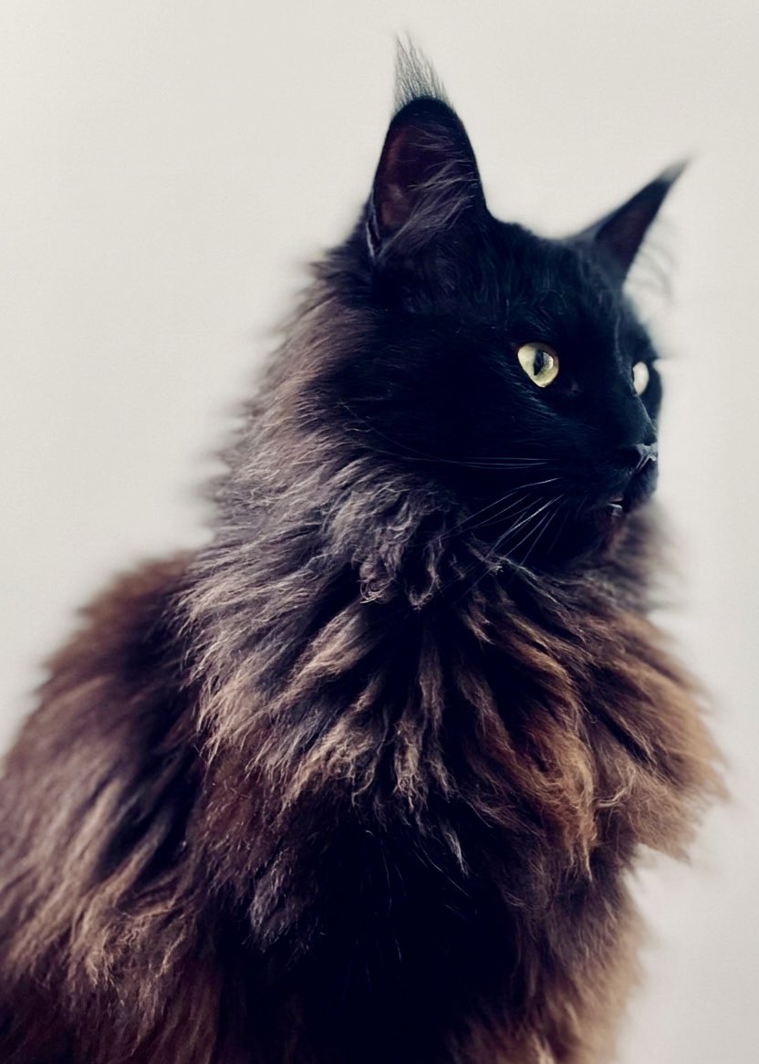 MinuitMoins2's tweet image. Portraits. #MaineCoonlovers #Warrior #EverybodywantsTobeaCat