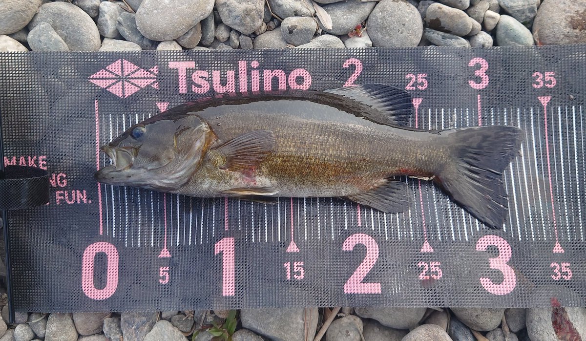 Noir(ノワール) tweet media