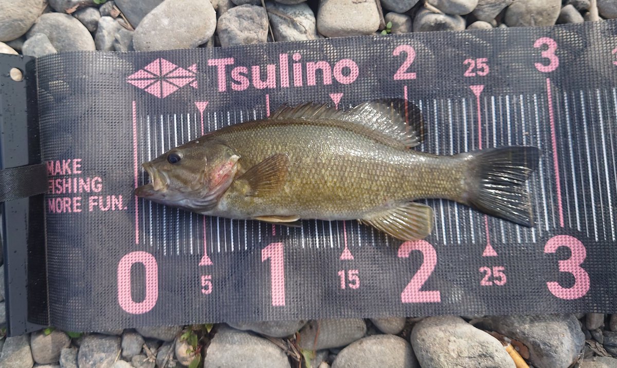 Noir(ノワール) tweet media