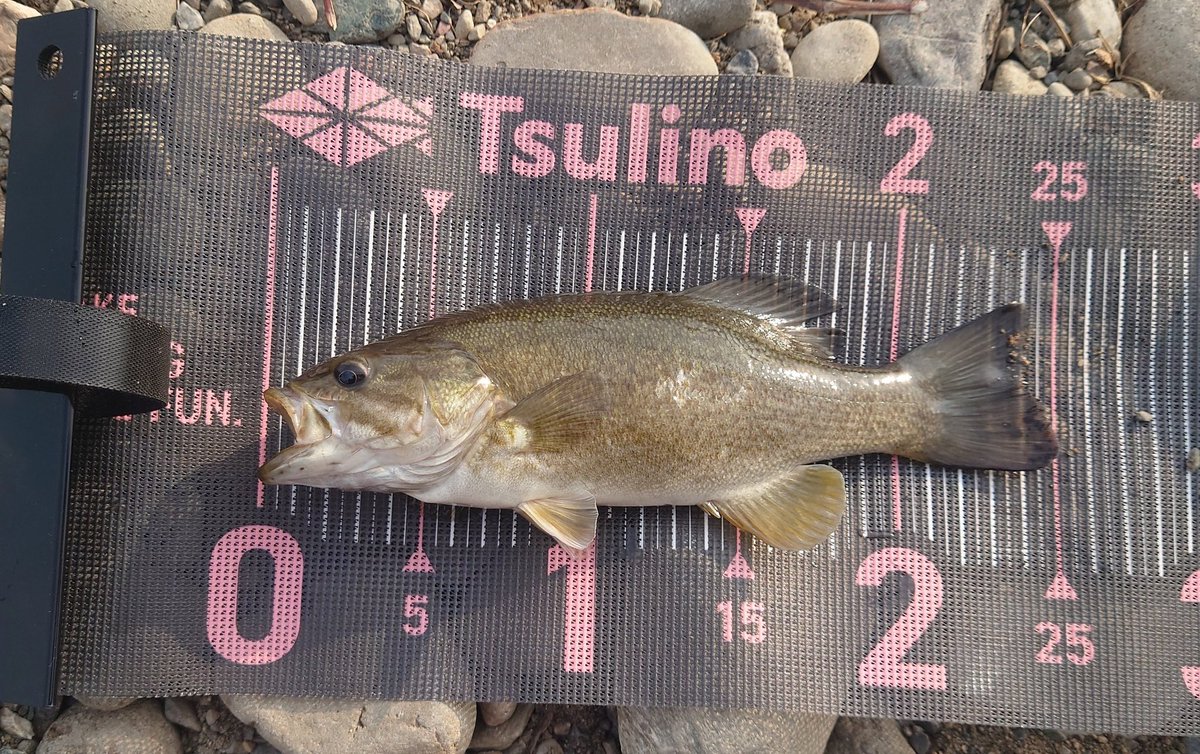 Noir(ノワール) tweet media