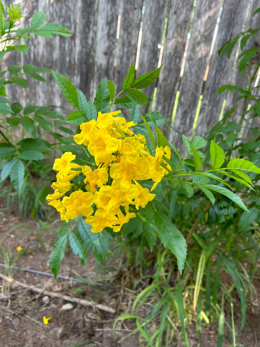 Laura Aynsley tweet media