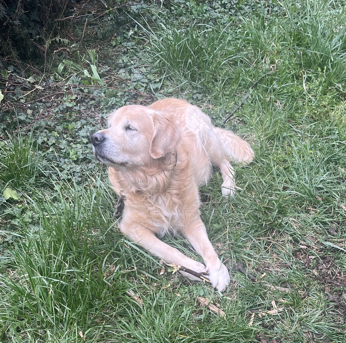 Bärchen tweet media