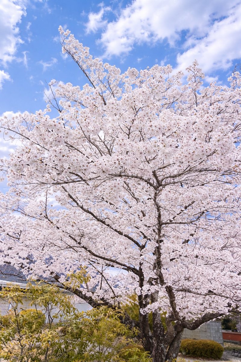 Midaigawa2004's tweet photo. 甲府工場のさくらが満開🌸
春本番です。

🍷リヴィエール・ロゼ2024
🍄南アルプスきくらげ
春の贈りものキャンペーン実施中（〜3/31）

そして明日は
📣第3回 南アルプスワインサミット開催！

ご購入: https://t.co/JvLZPOGTYU
※お酒は20歳以上の方のみ
#宮入バルブ
#ロゼワイン
#桜満開 https://t.co/qCwauUR3NR