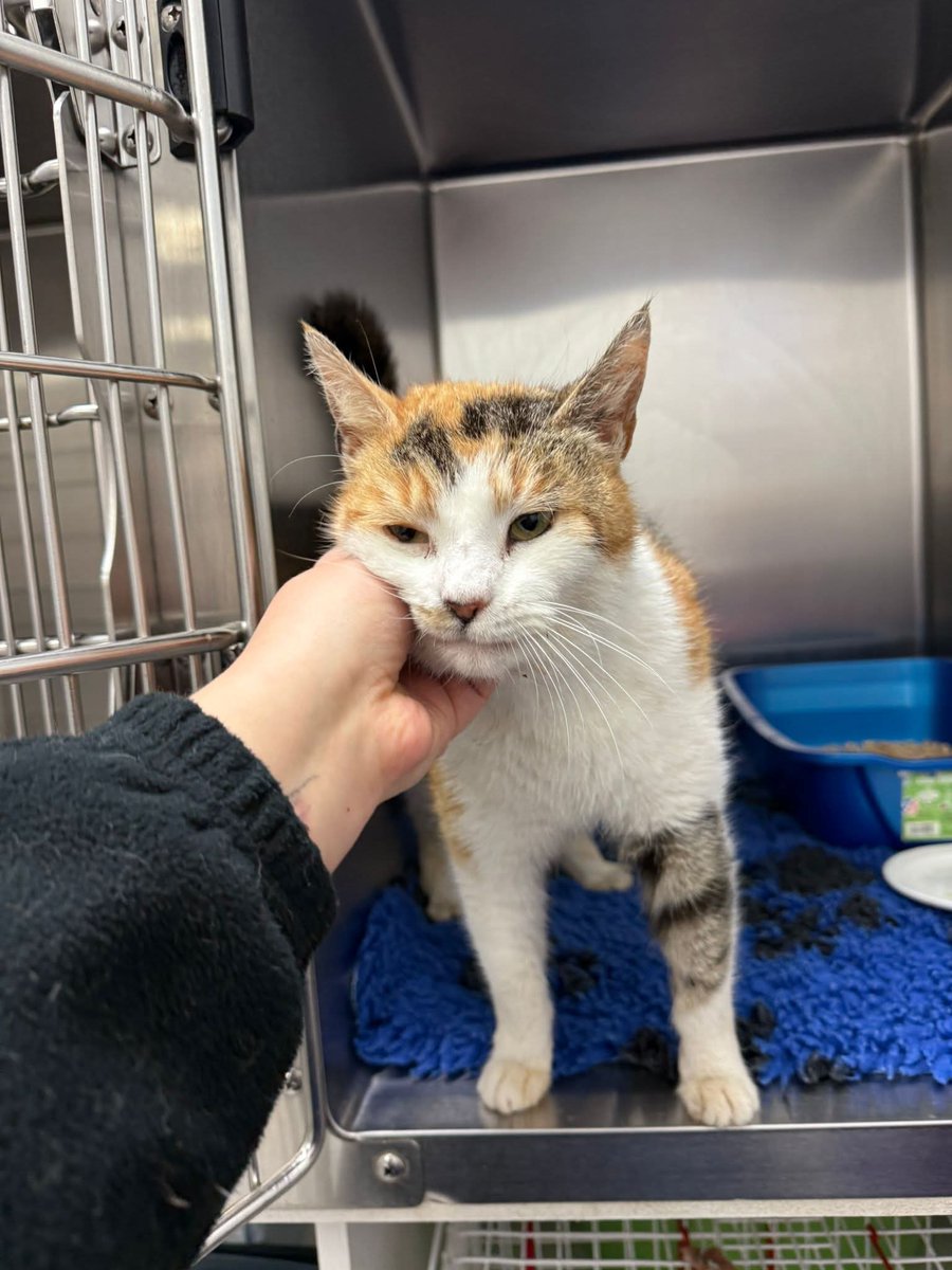 Bradford Cat Watch Rescue tweet media