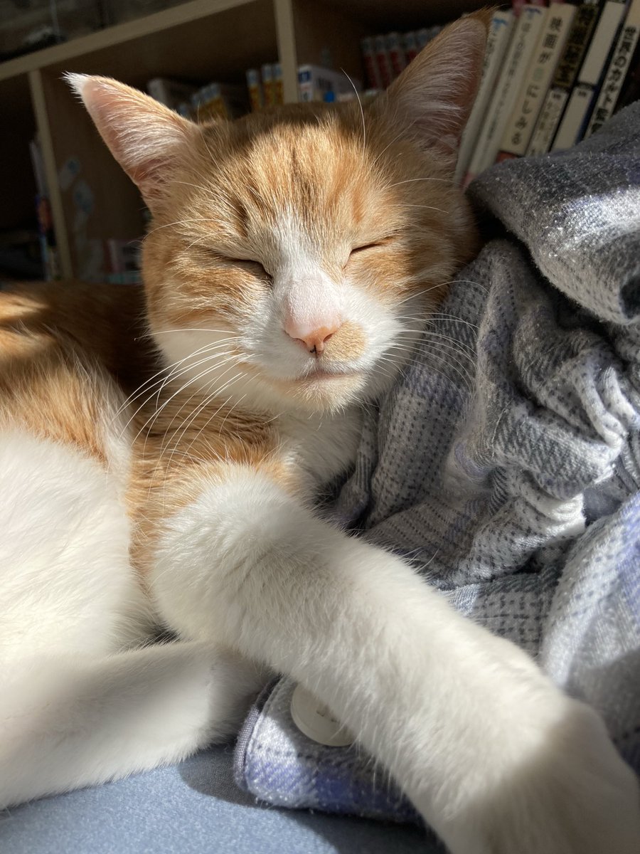 にくきゅう tweet media