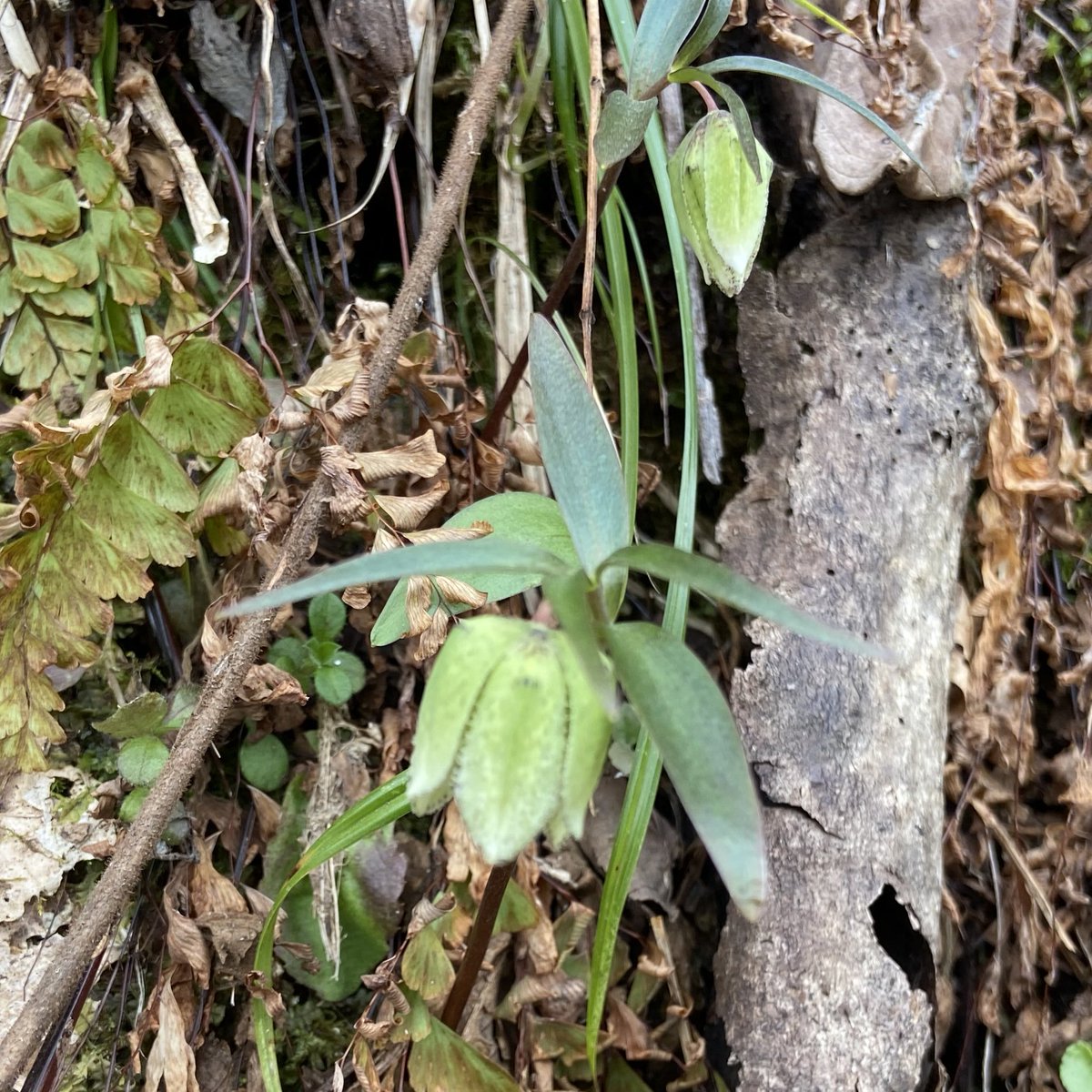 のこのこ屋 tweet media