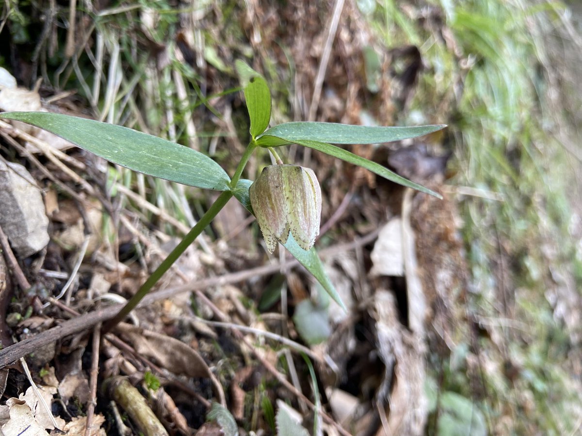 のこのこ屋 tweet media