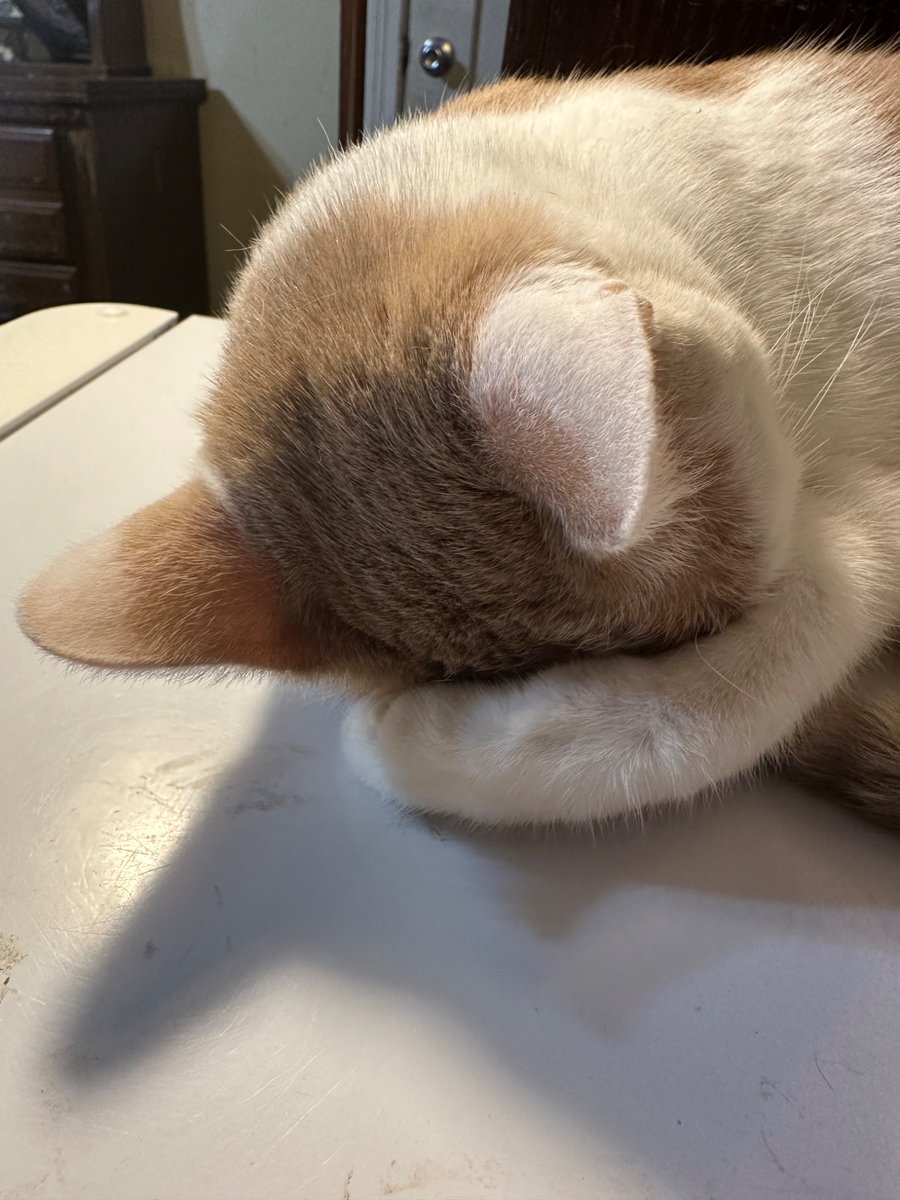 Laura Aynsley tweet media