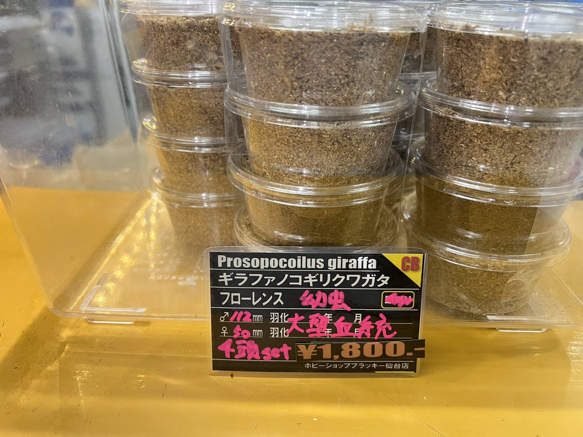 ブラッキー　クワカブ専門店 tweet media