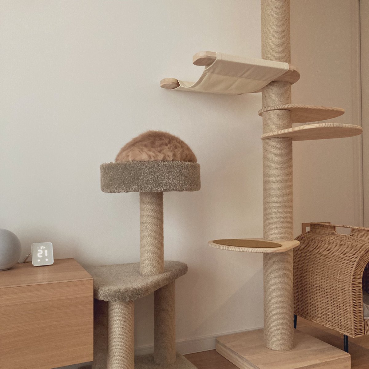 舞茸うまい tweet media