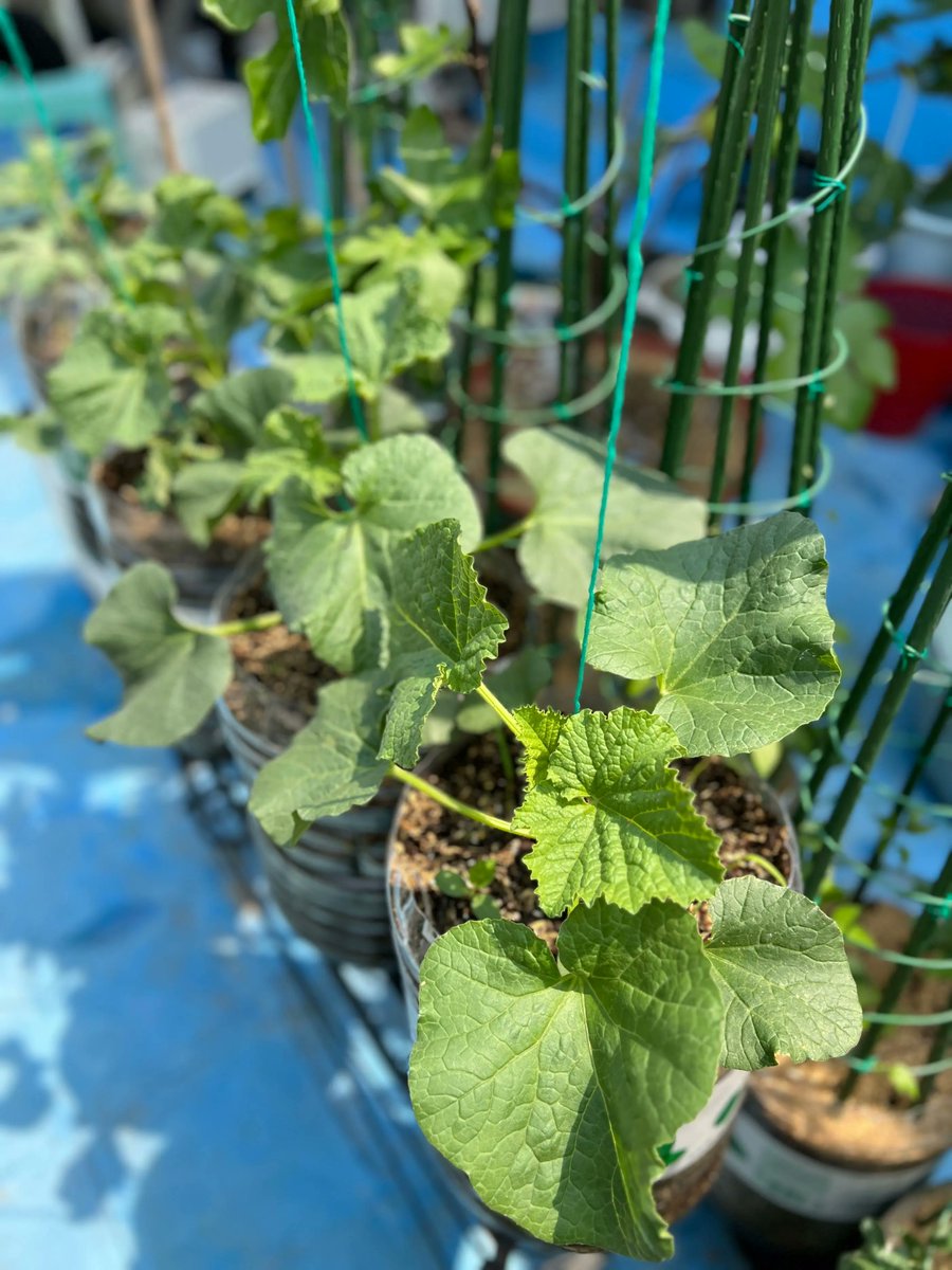 simona valentina vat tweet media