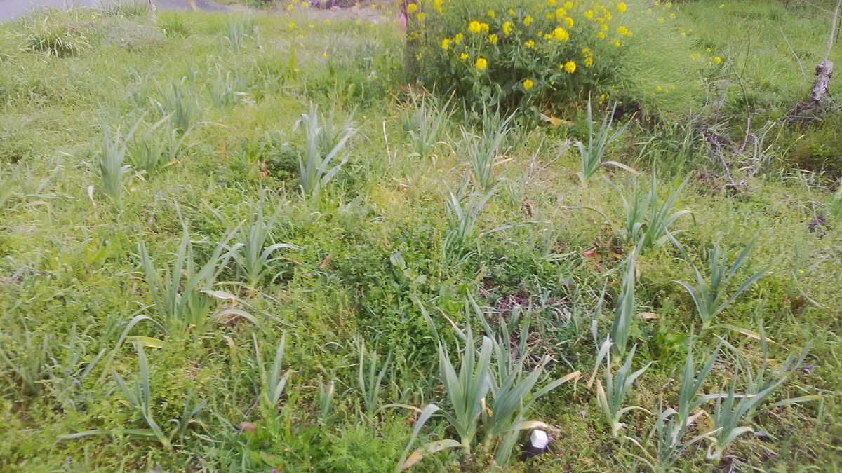 キノト（四然派） tweet media