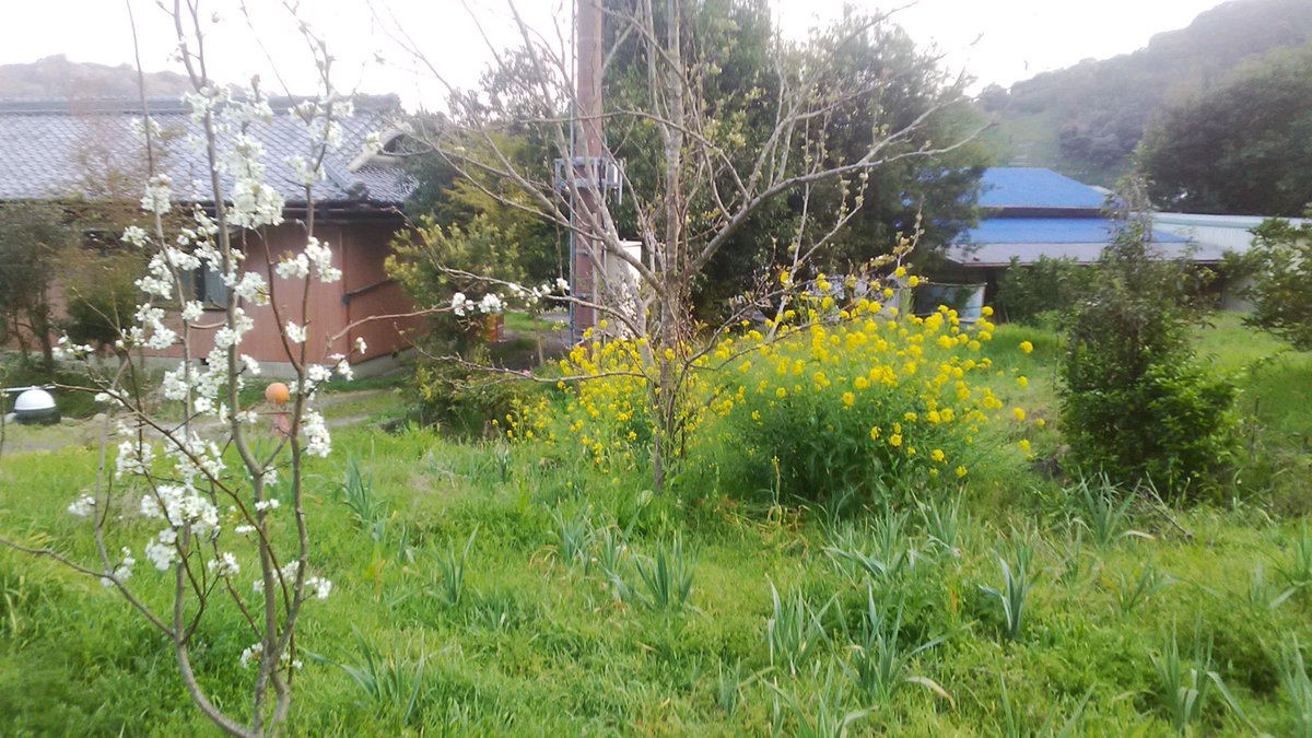 キノト（四然派） tweet media