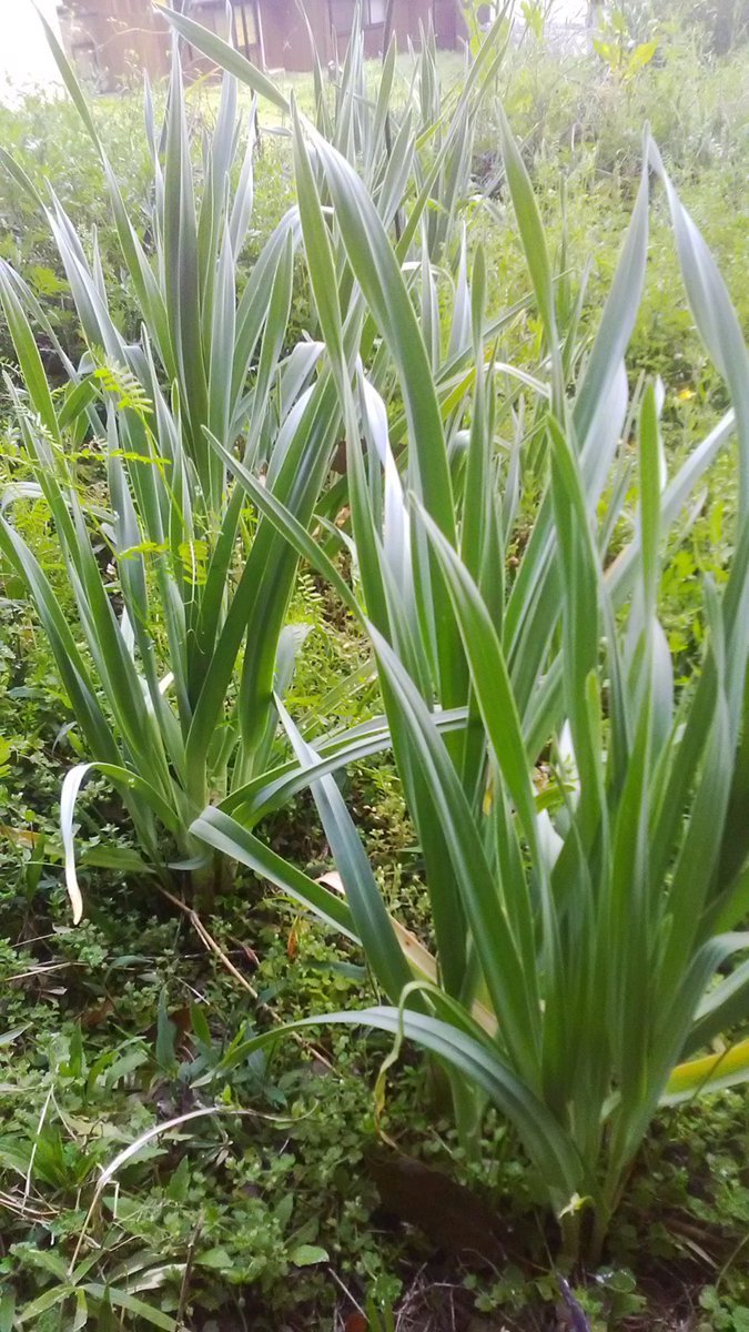 キノト（四然派） tweet media