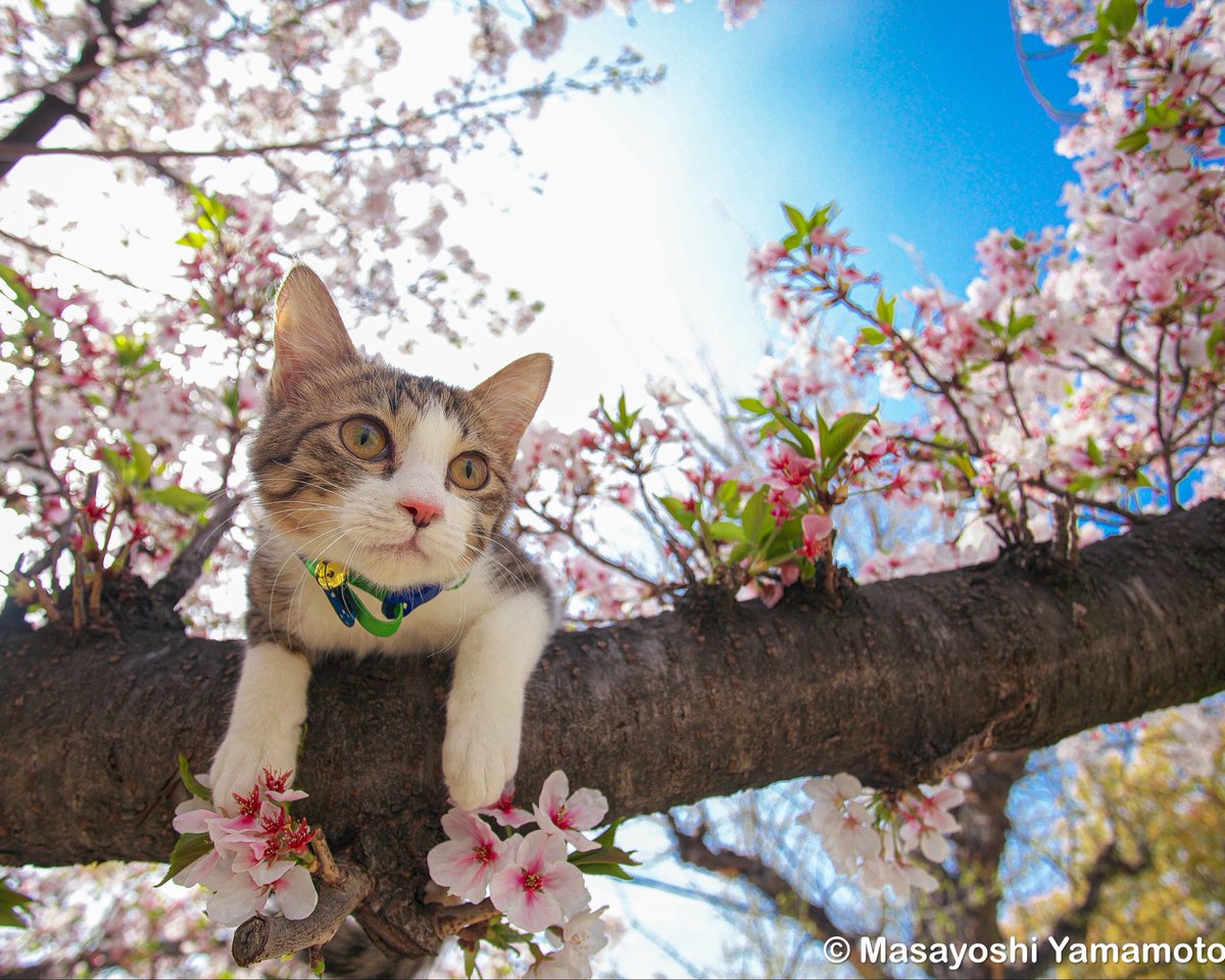 ︎山本 正義 (Masayoshi Yamamoto)立ち猫®︎ tweet media