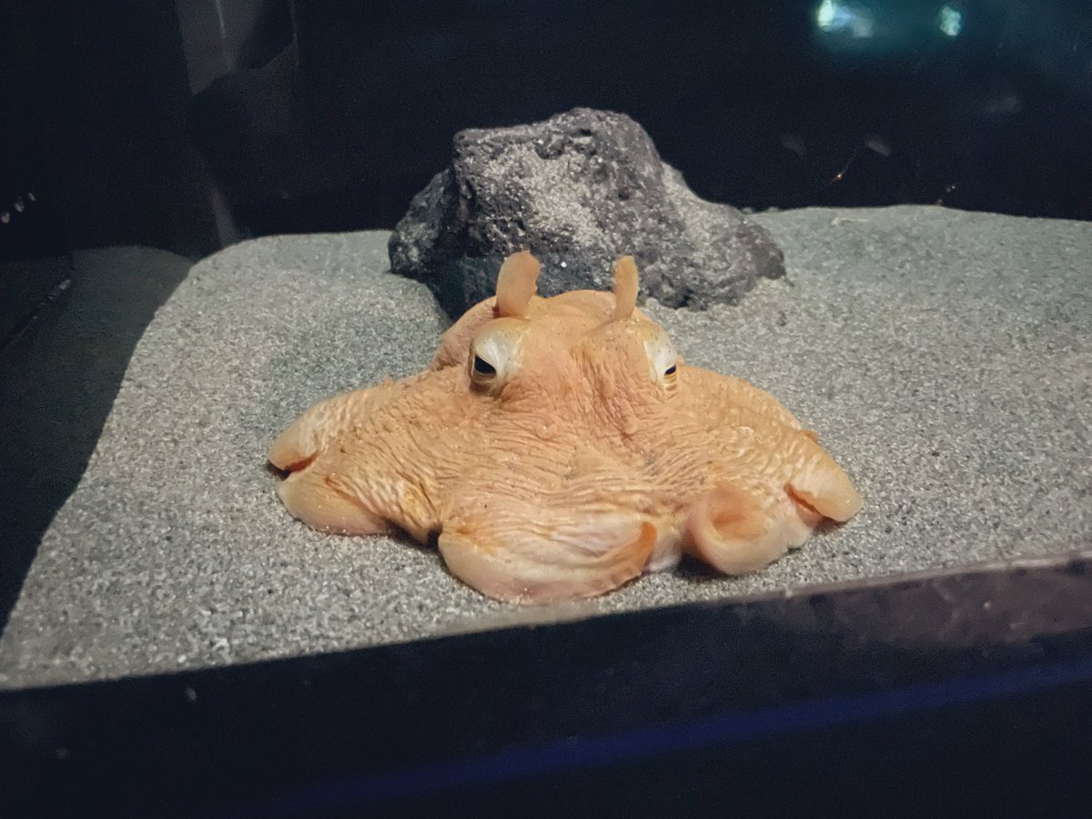 村乃まち💃4月｜呉西海ノ暁・全艦東 tweet media