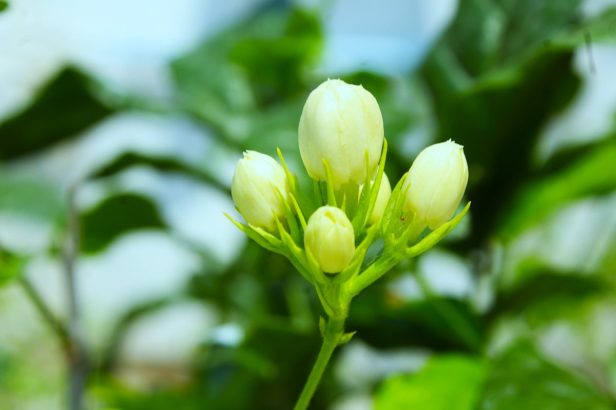 Karthik59793109's tweet photo. Jasmine Buds #jasminebuds #flowerphotography #whitebuds #naturephotography #naturephotographer #naturephoto #naturebeauty #natureportrait #budsphotography https://t.co/Jfug9xM0VM