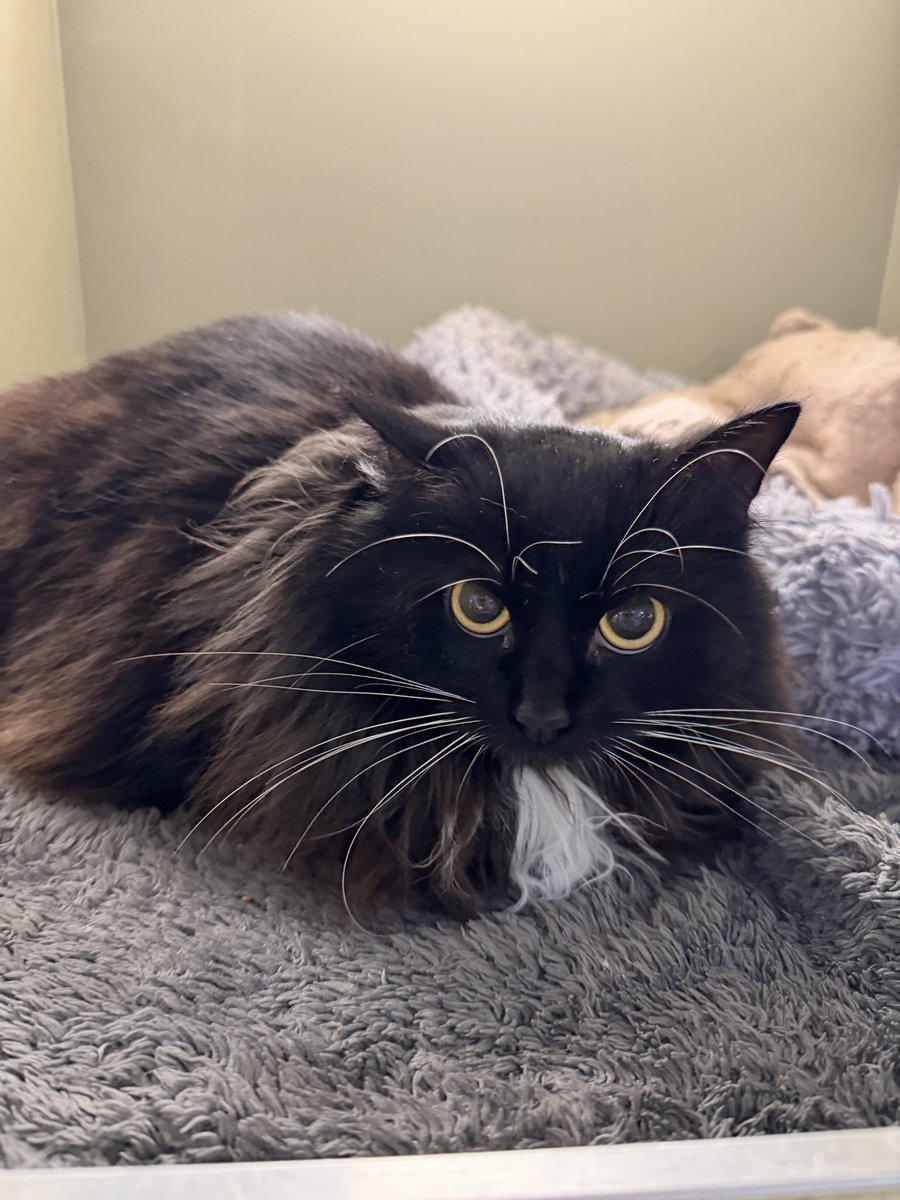 Eugene Kibets tweet media